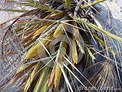 Detail of a date palm in a blossom Stock Photo