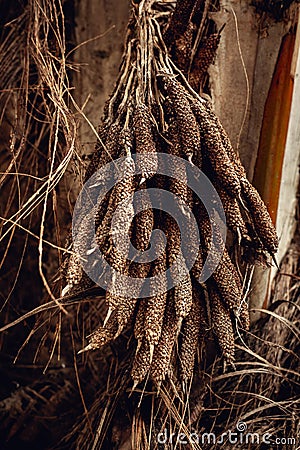 detail of date palm with dry blossom Stock Photo