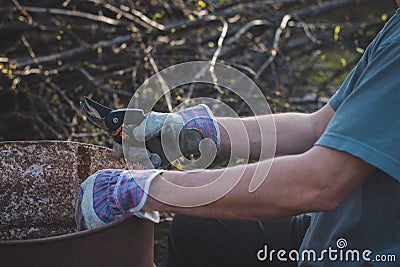 Detail of the deployment of a young temporary worker in a forest environment while cutting branches. Sharp scissors cut through a Stock Photo