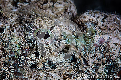 Detail of Devil Scorpionfish Eye Stock Photo