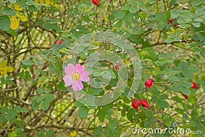 Detail of a dogwood bush with rose and rosehips Stock Photo