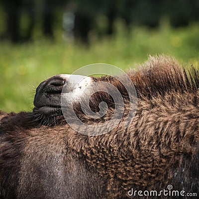 Detail of a donkey foal muzzle Stock Photo