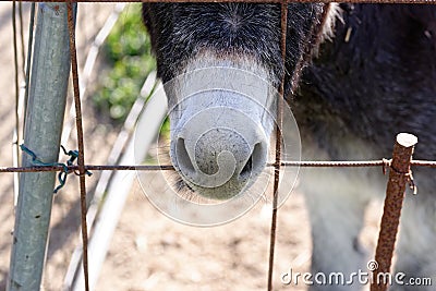 detail of donkey nose Stock Photo