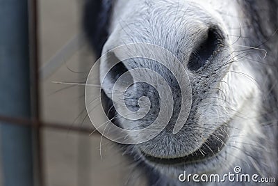 detail of donkey nose Stock Photo