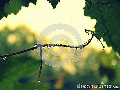 Detail of drops after rain - Wine Stock Photo