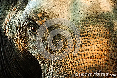 Elephant Bengali Stock Photo