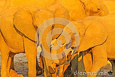 Detail of elepjants, evening sunset, orange sun. Wildlife scene from nature. A herd of African elephants drinking at a waterhole l Stock Photo