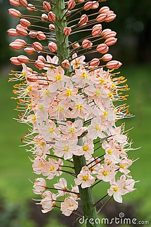 Detail of eremurus himalaicus foxtail lily Stock Photo