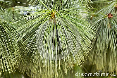 Detail of the estern white pine tree Stock Photo