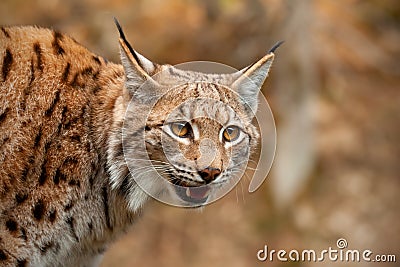 Detail of Eurasian lynx looking down searching for prey Stock Photo