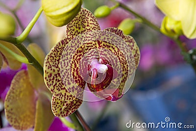 Detail of exotic tiger orchid Stock Photo