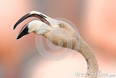Detail face flamingo pink with open beak Stock Photo