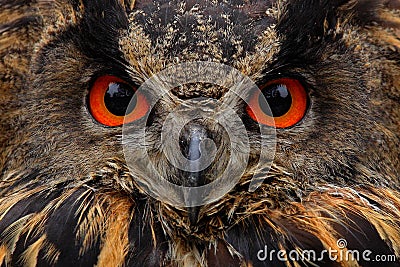 Detail face portrait of bird, big orange eyes and bill, Eagle Owl, Bubo bubo, rare wild animal in the nature habitat, Germany Stock Photo