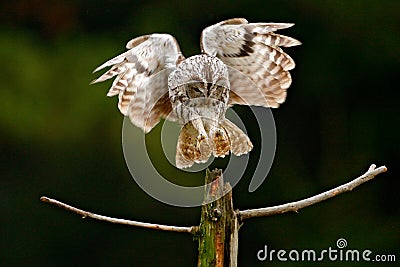 Detail face portrait of bird, big orange eyes and bill, Eagle Owl, Bubo bubo, rare wild animal in the nature habitat, Stock Photo