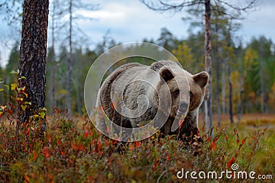 Detail face portrait of brown bear. Beautiful big brown bear walking around lake with autumn colours. Dangerous animal in nature Stock Photo