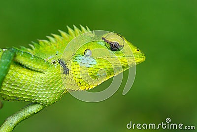 Detail face portrait of lizard. Green Garden Lizard, Calotes calotes, detail eye portrait of exotic tropic animal in the green nat Stock Photo