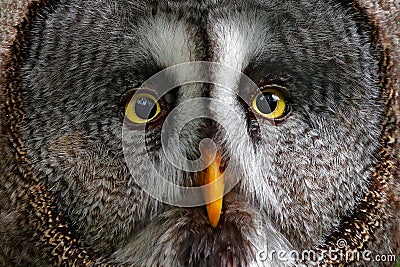 Detail face portrait of owl. Owl hiden in the forest. Great grey owl, Strix nebulosa, sitting on old tree trunk with grass, portra Stock Photo