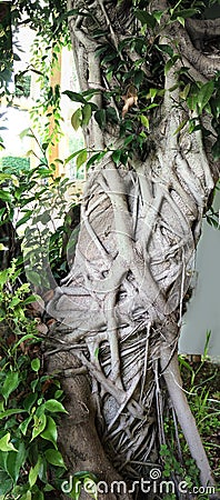Detail of Ficus bejamina barks with several trees fusion Stock Photo