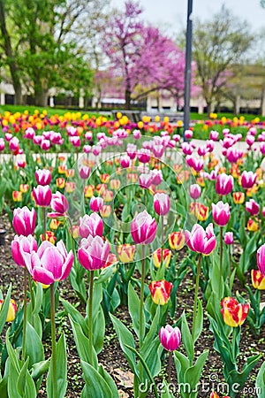 Detail of field of pink and red spring tulips at city park Stock Photo