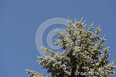 Detail of a Firs Abies, coniferous trees. Stock Photo