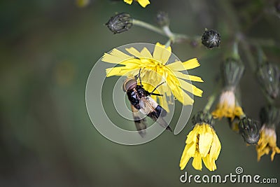 Detail of flies sitting on a yellow dandelion Stock Photo