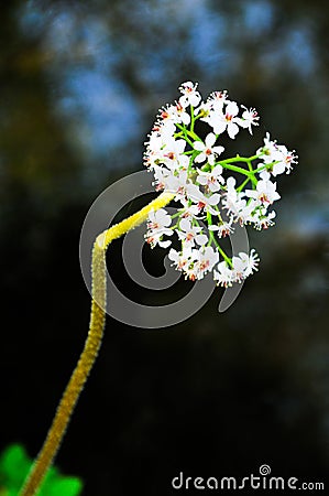 Detail of flower against dark background Stock Photo