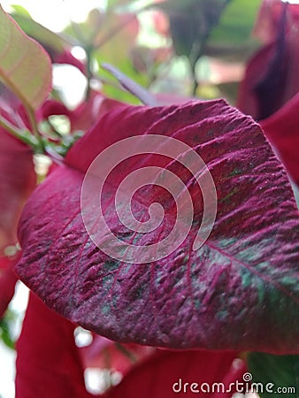 Detail of flower leaf Stock Photo