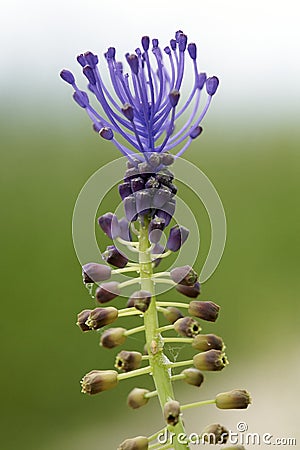 A flower of muscari comosum Stock Photo