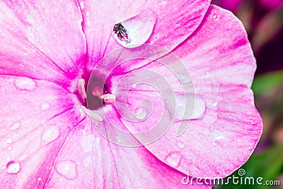 Detail of flower - stigma Stock Photo