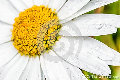 Detail of flower - stigma Stock Photo
