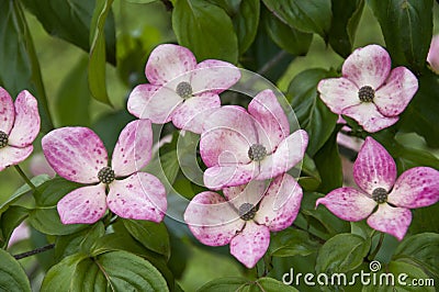 Detail of a flowering dogwood bush Stock Photo