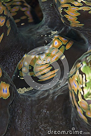 Detail of a Fluted giant clam's mantle. Stock Photo