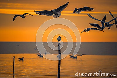 Detail of flying gulls birds above a lone baby gull sitting on a pole stick in the morning at sunrise Stock Photo