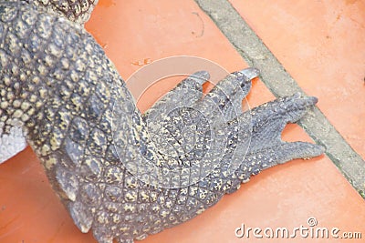 Detail, foot of juvenile crocodile Stock Photo