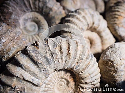 Detail of the fossil of an ammonite. Stock Photo