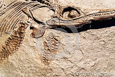 Detail of a fossil Ichthyosaurus Stock Photo