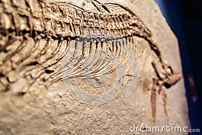 Detail of a fossil Ichthyosaurus Stock Photo