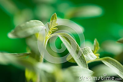 Detail of Fresh and Young Tomato Seedlings Stock Photo