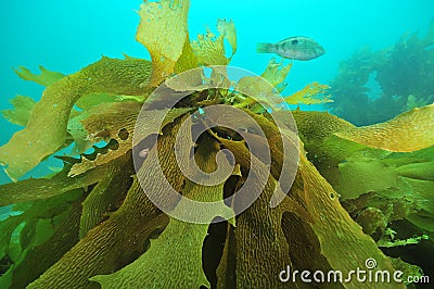 Kelp frond detail Stock Photo
