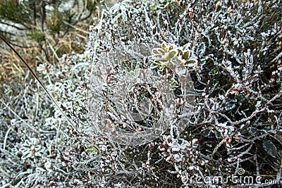 Frozen branches in the begining of winter Stock Photo