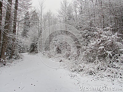 Frozen branches in the begining of winter Stock Photo