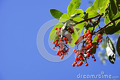 Detail of the fruits of the Madrone tree Arbutus menziesii, California Stock Photo