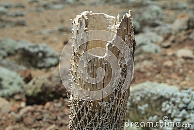 Detail of giant lobeliaÂ´s dried flower. Ethiopia Stock Photo