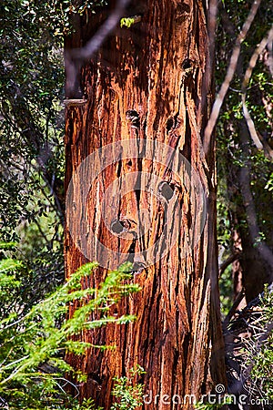 Detail of giant pine tree trunk with golden light Stock Photo