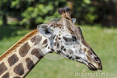 Detail of giraffe head portrait Stock Photo