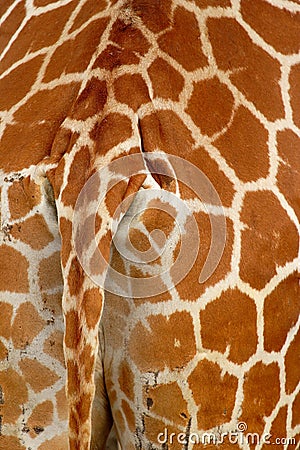 Detail of giraffe skin Stock Photo