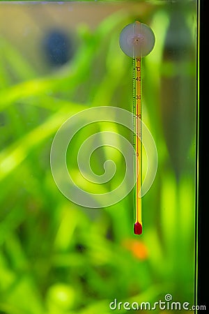 Detail of a glass fish tank water temperature thermometer in a tropical aquarium - tropical aquarium maintenance Stock Photo
