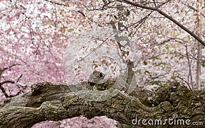 Detail of gnarled trunk of cherry blossom flowers Stock Photo