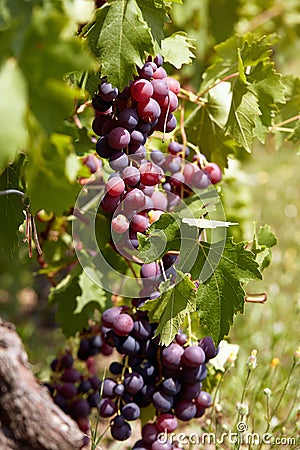 Detail of grapes cluster in vineyard Stock Photo