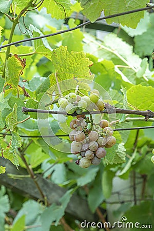 Detail of grapes in the vineyard Stock Photo